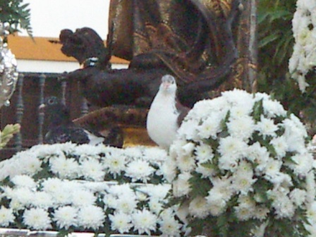 Detalle de la paloma del paso